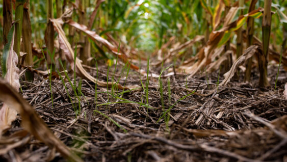 Young cover crop emerging between corn rows with surface residue, supporting soil organic matter, carbon, and soil health.