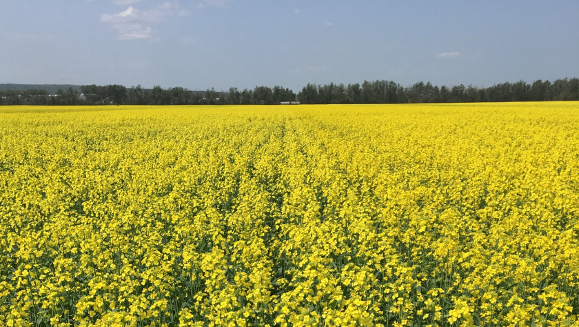 Wide view of a bright yellow canola field on the Canadian Prairies, illustrating healthy crop growth and soil conditions associated with elemental sulfur oxidation in agricultural systems.