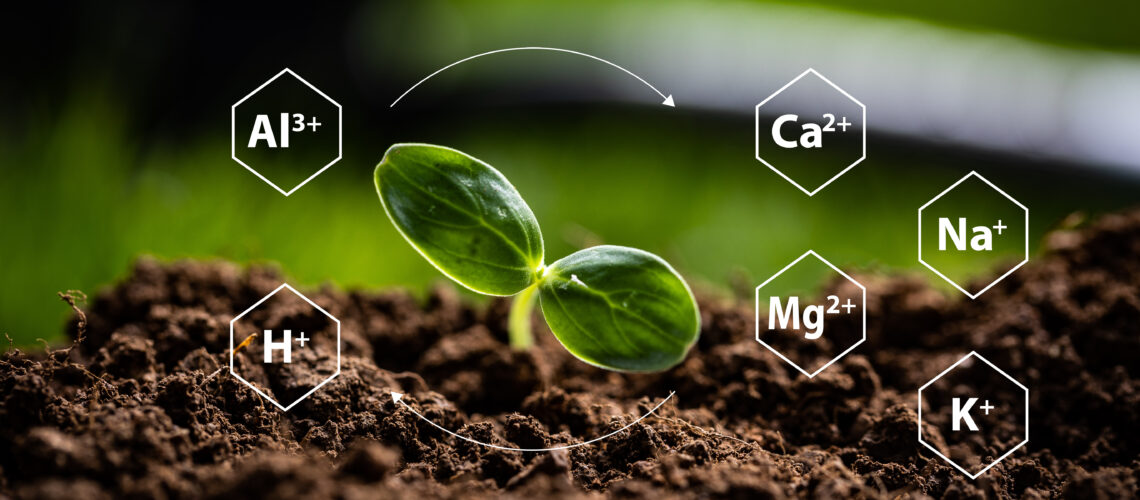 Young plant sprouting in soil with illustrated soil ions (Ca²+, K+, Mg²+, Na+, H+, Al³+), illustrating their presence in the soil.