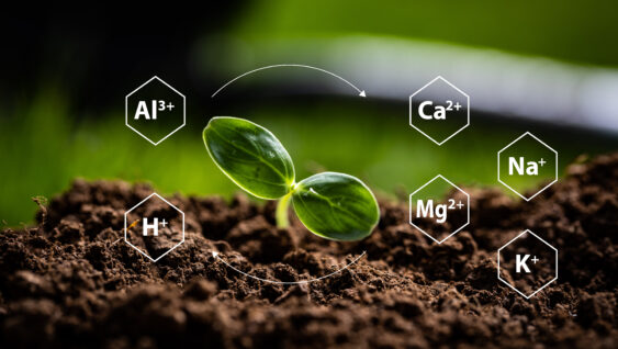 Young plant sprouting in soil with illustrated soil ions (Ca²+, K+, Mg²+, Na+, H+, Al³+), illustrating their presence in the soil.