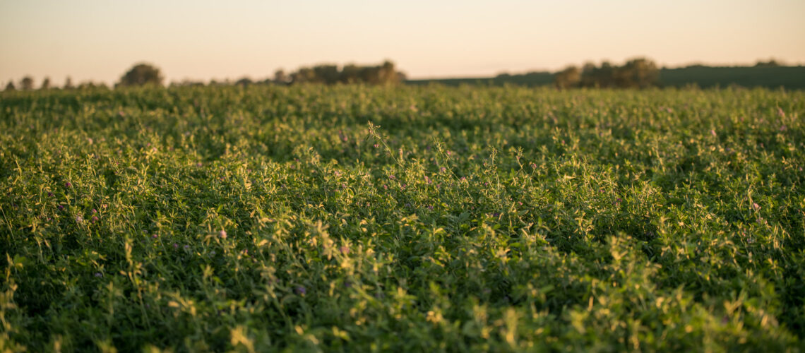 Alfalfa field