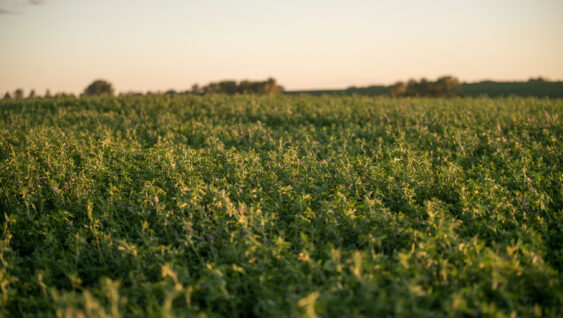 Alfalfa field